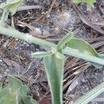 Centaurea sicula leaf picture by Sergio costantini (cc-by-sa)