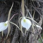 Brassavola perrinii flower picture by Pedro Sánchez (cc-by-sa)