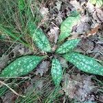 Pulmonaria longifolia habit picture by Alain Bigou (cc-by-sa)