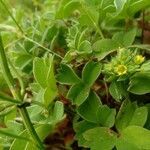 Sibbaldia procumbens flower picture by Justus Müller-Kiefer (cc-by-sa)