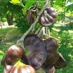 Enterolobium cyclocarpum fruit picture by Paulino Randolf Paulino (cc-by-sa)