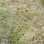 Schoenus nigricans flower picture by Hervé Rey (cc-by-sa)