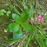 Clintonia andrewsiana flower picture by Dawn (cc-by-sa)