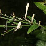 Ruellia stemonacanthoides flower picture by Nelson Zamora Villalobos (cc-by-nc)