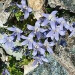 Campanula cenisia flower picture by Michel SIGART (cc-by-sa)