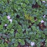 Rubus radicans habit picture by Daniel Barthelemy (cc-by-nc)