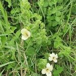 Barleria robertsoniae habit picture by susan brown (cc-by-sa)