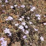 Barleria delamerei flower picture by susan brown (cc-by-sa)