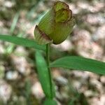 Fritillaria involucrata habit picture by Dominique Wernert (cc-by-sa)