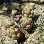 Gymnocalycium spegazzinii flower picture by Trap Hers (cc-by-sa)