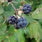 Rubus caesius fruit picture by Janneke Daemen (cc-by-sa)