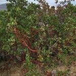 Arbutus andrachne habit picture by Walter Schuster (cc-by-sa)