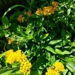 Asclepias tuberosa habit picture by Matthias Foellmer (cc-by-sa)