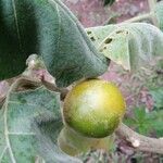 Solanum quitoense fruit picture by Jhansi Vanela (cc-by-sa)