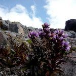 Gentianella foliosa flower picture by Fabien Anthelme (cc-by-sa)