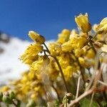 Draba aizoides habit picture by Yoan MARTIN (cc-by-sa)