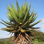 Aloe ferox habit picture by Daniel Barthelemy (cc-by-nc)