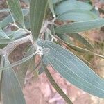 Acacia melanoxylon leaf picture by Toby Cotton (cc-by-sa)