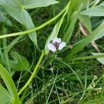 Sagittaria sagittifolia flower picture by neno neno (cc-by-sa)