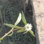 Alternanthera philoxeroides flower picture by Dr SAURABH SACHAN (cc-by-sa)