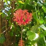 Hibiscus schizopetalus flower picture by Tozi Ivo (cc-by-sa)