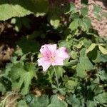 Geranium sanguineum flower picture by Manue Reva (cc-by-sa)