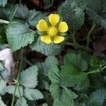 Potentilla indica leaf picture by marten Westerink (cc-by-sa)