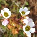 Saxifraga carpetana flower picture by López Javier (cc-by-sa)