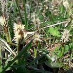 Carex distans flower picture by Herve Meynier (cc-by-sa)