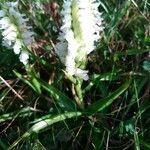 Spiranthes romanzoffiana habit picture by Yves SPM (cc-by-sa)