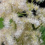 Rodgersia podophylla flower picture by Andrew Gagg (cc-by-sa)