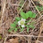 Anemone berlandieri flower picture by Macy Hurwitz (cc-by-sa)