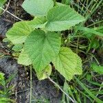 Boehmeria nivea leaf picture by Brennan Baker (cc-by-sa)