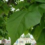 Catalpa speciosa leaf picture by William Coville (cc-by-sa)