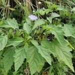 Nicandra physalodes leaf picture by Boris H. (cc-by-sa)