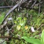 Liparis flavescens flower picture by Hugo SANTACREU (cc-by-sa)