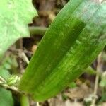 Orchis quadripunctata leaf picture by bas yves (cc-by-sa)