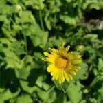 Doronicum columnae flower picture by Heidi Lammertyn (cc-by-sa)