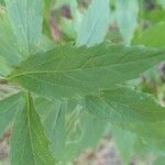 Solidago ulmifolia leaf picture by Barbie (cc-by-sa)