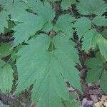 Actaea pachypoda leaf picture by Charles Adams-Mallery (cc-by-sa)