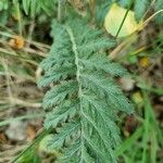 Tanacetum corymbosum leaf picture by Lutz Levente (cc-by-sa)