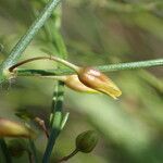 Asparagus maritimus flower picture by Sylvain Piry (cc-by-sa)