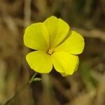 Linum tenue flower picture by Acosta García Isabel (cc-by-sa)