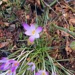 Crocus vernus leaf picture by Pias Bummel (cc-by-sa)