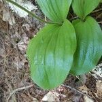 Cypripedium acaule leaf picture by Alan Hicking (cc-by-sa)