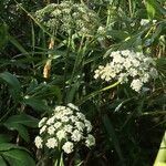 Angelica heterocarpa flower picture by Alain Lagrave (cc-by-sa)