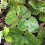 Hepatica nobilis leaf picture by Diego Alex (cc-by-sa)