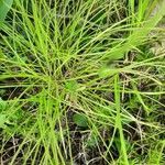 Carex radiata leaf picture by Linda Smith-Sepac (cc-by-sa)