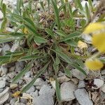 Erysimum ochroleucum leaf picture by Sylvain Piry (cc-by-sa)