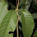 Mandevilla hirsuta leaf picture by Nelson Zamora Villalobos (cc-by-nc)